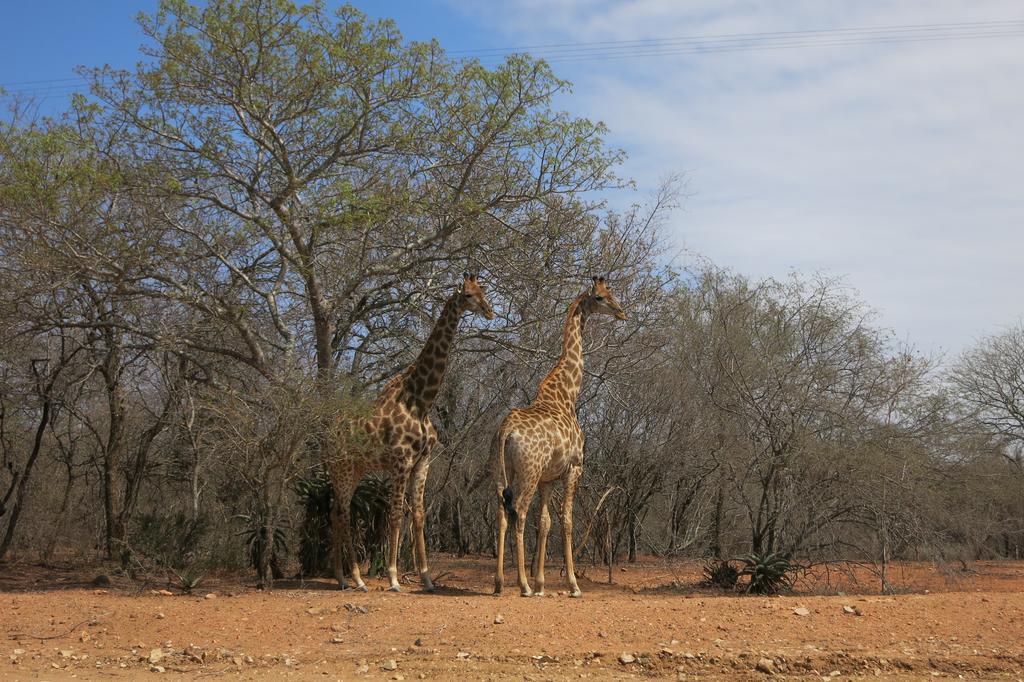 Treetops Marloth Park Esterno foto