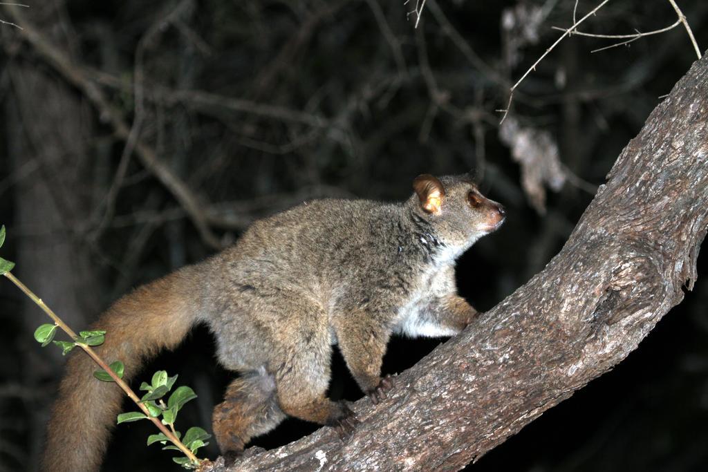 Treetops Marloth Park Esterno foto