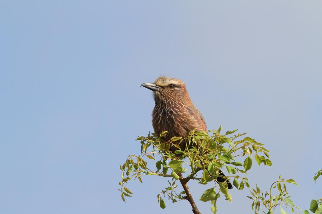 Treetops Marloth Park Esterno foto