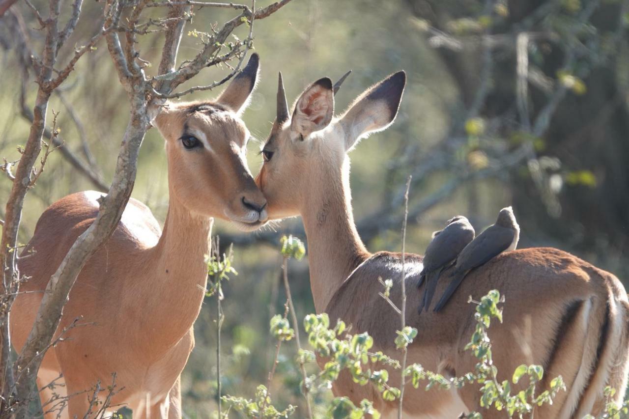 Treetops Marloth Park Esterno foto